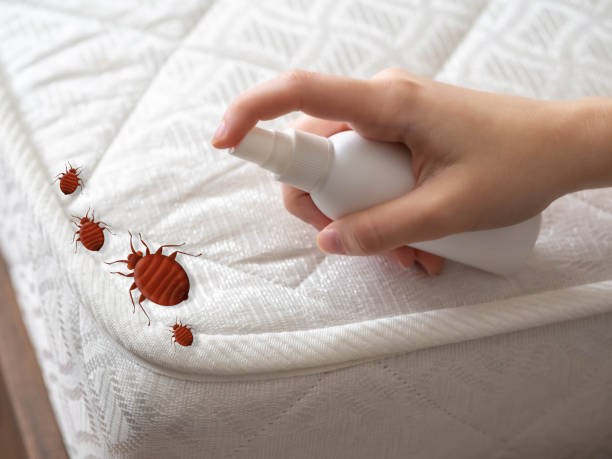 Best Mosquito Control Services  in Sto Brook, NY